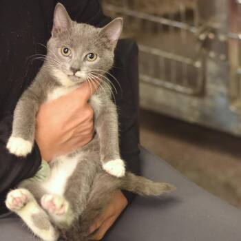 Sophie -  Domestic Short Hair Cat for Adoption in Belleville, Illinois - Sophie | PetCurious