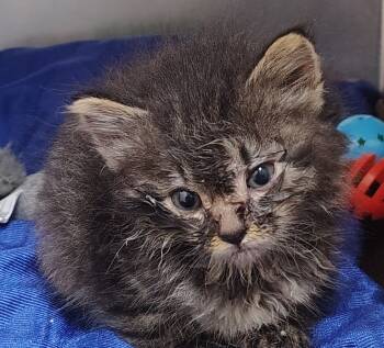 Rescue Domestic Medium Hair Cats for Adoption in Saint Clairsville, Ohio - Miracle | PetCurious