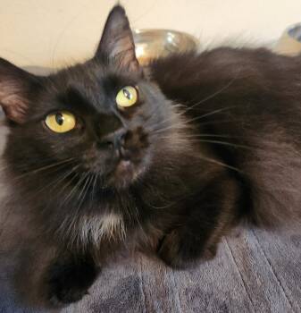 Wednesday -  Domestic Long Hair Cat for Adoption in Elk Grove, California - Wednesday | PetCurious