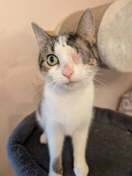 Rescue Domestic Short Hair Cats for Adoption in Cleveland, Ohio - Guppy 13 | PetCurious