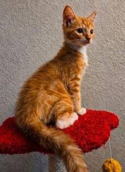 Eren -  Domestic Short Hair Cat for Adoption in Tucson, Arizona - Eren | PetCurious
