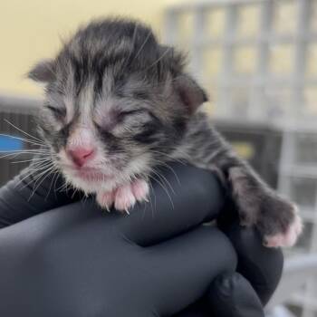 Domestic Short Hair Cats Available for Adoption in West Palm Beach, Florida - Woollybear | PetCurious