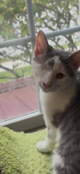 Brody -  Domestic Short Hair Cat for Adoption in Camp Hill, Pennsylvania - Brody | PetCurious