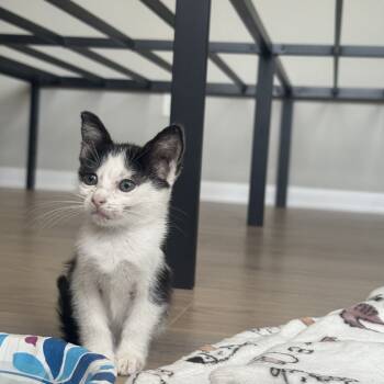 Rescue Domestic Short Hair Cats for Adoption in Houston, Texas - Domino | PetCurious