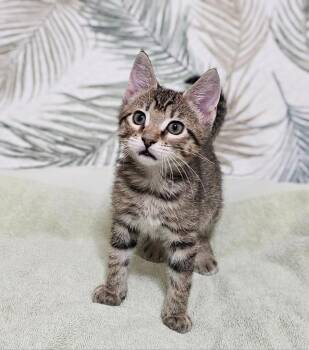 Domestic Short Hair Cats Available for Adoption in Roanoke, Texas - Hollis | PetCurious