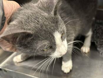 Domestic Short Hair Cats Available for Adoption - Realm - Not At The Shelter (Crystal) | PetCurious