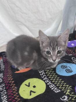 Relish -  Tabby Cat for Adoption in Gainesville, Florida - Relish | PetCurious