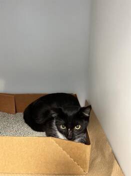 Rescue Domestic Short Hair Cats for Adoption in Palmetto, Florida - A132224 | PetCurious