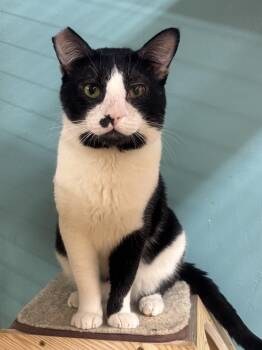 Rescue Domestic Short Hair Cats for Adoption in Whittier, California - Memo | PetCurious