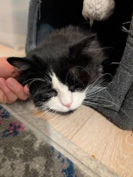 Bugsy -  Domestic Long Hair Cat for Adoption in Cary, North Carolina - Bugsy | PetCurious