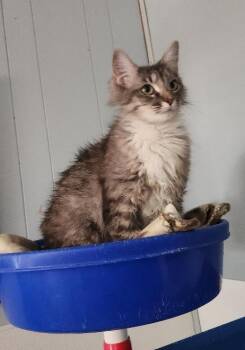 Mom Cat 27755 (Stormi) -  Maine Coon Cat for Adoption in Parlier, California - Mom Cat 27755 (Stormi) | PetCurious