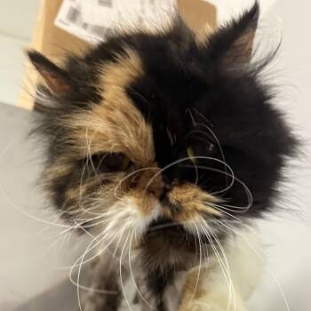Parmesan -  Persian Cat for Adoption in Auburn, Nebraska - Parmesan | PetCurious