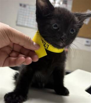 ZIGGY -  Domestic Medium Hair Cat for Adoption in Camarillo, California - ZIGGY | PetCurious