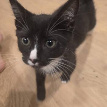 Manny -  Domestic Short Hair Cat for Adoption in Lawrenceville, Georgia - Manny | PetCurious
