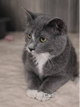 Carl -  Domestic Short Hair Cat for Adoption in Morganton, North Carolina - Carl | PetCurious