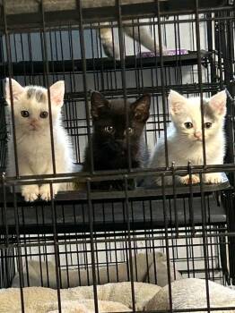 Sam -  Domestic Short Hair Cat for Adoption in Melville, New York - Sam | PetCurious