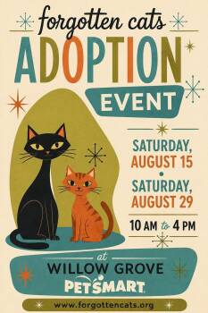 Willow Grove PS Adoption Events Aug. 15 and 29 -  Domestic Short Hair Cat for Adoption in Greenville, Delaware - Willow Grove PS Adoption Events Aug. 15 And 29 | PetCurious