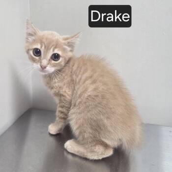 Drake -  Domestic Short Hair Cat for Adoption in Snow Hill, North Carolina - Drake | PetCurious