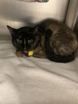 Domestic Short Hair Cats Available for Adoption - Canne De Bonbon | PetCurious