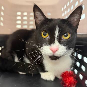 Libre -  Domestic Short Hair Cat for Adoption in Sarasota, Florida - Libre | PetCurious