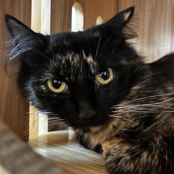 Cecelia -  Domestic Medium Hair Cat for Adoption in Yucca Valley, California - Cecelia | PetCurious