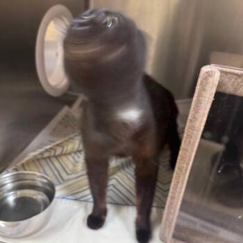 Domestic Short Hair Cats Available for Adoption in Winston-salem, North Carolina - Chauncey | PetCurious