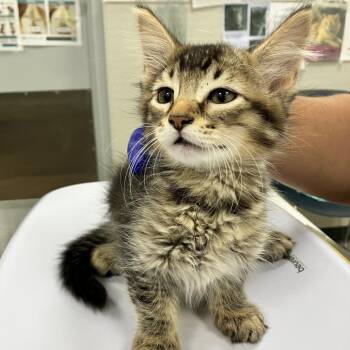 111893 -  Domestic Short Hair Cat for Adoption in Las Cruces, New Mexico - 111893 | PetCurious