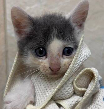 Latte -  Domestic Short Hair Cat Available for Adoption in Honolulu, Hawaii - Latte | PetCurious