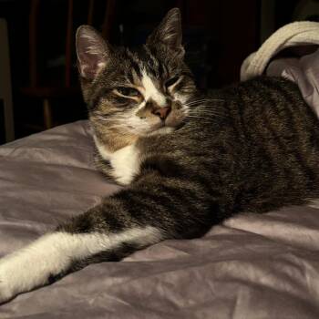Axle Brown -  Domestic Short Hair Cat for Adoption in Rochester, Minnesota - Axle Brown | PetCurious