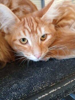 Rescue Domestic Long Hair Cats for Adoption in Thatcher, Arizona - Clem | PetCurious