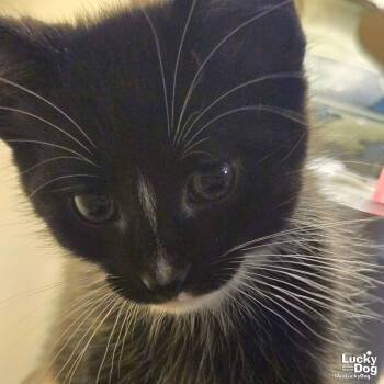 Rescue Domestic Short Hair and Tuxedo Cats for Adoption in Washington, District Of Columbia - Milo | PetCurious