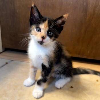 Cuckoo for Cocoa Puffs -  Domestic Short Hair Cat for Adoption in Boerne, Texas - Cuckoo For Cocoa Puffs | PetCurious