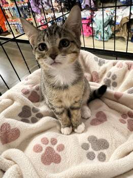 Bridgette -  Domestic Short Hair Cat for Adoption in Chandler, Arizona - Bridgette | PetCurious
