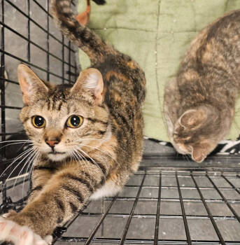 Rescue Domestic Short Hair Cats for Adoption in St. Cloud, Minnesota - Luna2 | PetCurious