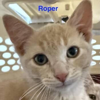 Roper -  Domestic Short Hair Cat for Adoption in Lakewood, Colorado - Roper | PetCurious