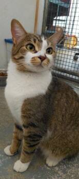 Luna -  Domestic Short Hair Cat for Adoption in Billings, Montana - Luna | PetCurious
