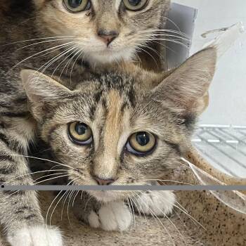 Skye -  Domestic Short Hair Cat for Adoption in Philadelphia, Pennsylvania - Skye | PetCurious