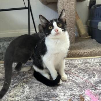 Domestic Short Hair Cats Available for Adoption - Josie | PetCurious