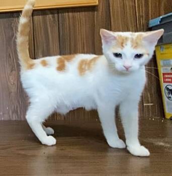 SOLARIS -  Domestic Short Hair Cat for Adoption in Hagerstown, Maryland - SOLARIS | PetCurious
