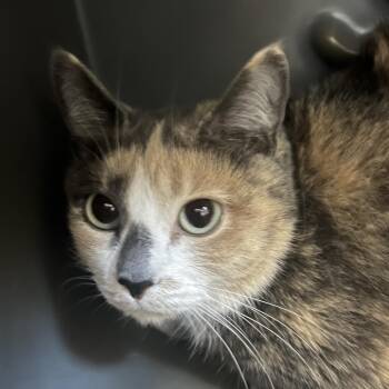 Buiscuit -  Domestic Short Hair Cat for Adoption in Yuma, Arizona - Buiscuit | PetCurious