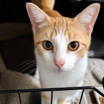 Zinnia -  Domestic Short Hair Cat for Adoption in Medford Lakes, New Jersey - Zinnia | PetCurious