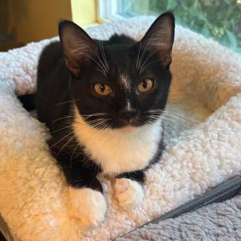 Rescue Domestic Short Hair Cats for Adoption in Los Angeles, California - Rosie | PetCurious