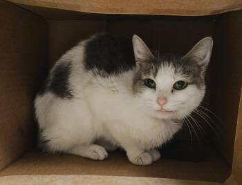 Rainbow Dash -  Domestic Short Hair Cat for Adoption in Fremont, Ohio - Rainbow Dash | PetCurious