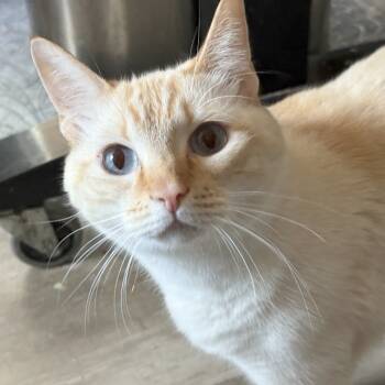 Rescue Siamese Cats for Adoption in San Antonio, Texas - Simon | PetCurious