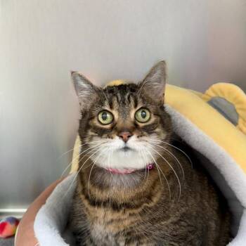 Millie -  Domestic Short Hair Cat for Adoption in State College, Pennsylvania - Millie | PetCurious