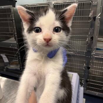 Chicken Noodle -  Domestic Short Hair Cat for Adoption in Greensboro, North Carolina - Chicken Noodle | PetCurious