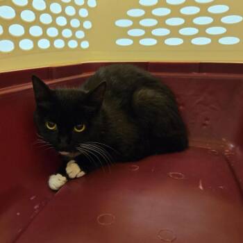 Artemis -  Domestic Short Hair Cat Available for Adoption in Charlottesville, Virginia - Artemis | PetCurious