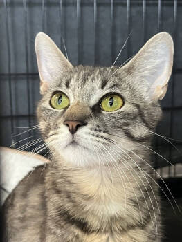 Rescue Domestic Short Hair Cats for Adoption in Westwood, New Jersey - Sonia | PetCurious
