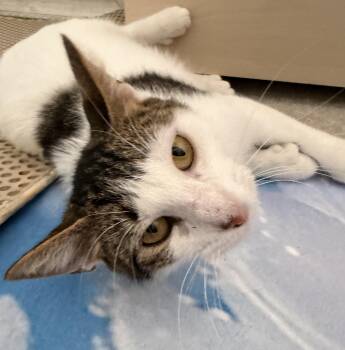 Turkish Van and Extra Toes Cat Hemingway Polydactyl Cats Available for Adoption in Austin, Texas - Polly Peeps: Extra Toes, Extra Love | PetCurious