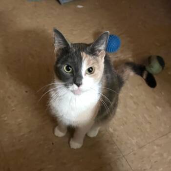 Sugar Foot C70987 -  Domestic Short Hair Cat for Adoption in Minnetonka, Minnesota - Sugar Foot C70987 | PetCurious